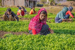 officer revolutionizing indian - How an IFS Officer is Revolutionizing Indian Agriculture Using AI-Driven Reforestation Strategies