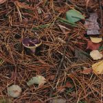 transform waste into - Transform Waste into Power: Mushroom-Inspired Energy Solutions